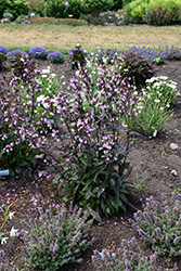 Midnight Masquerade Beard Tongue (Penstemon 'Midnight Masquerade') at Green Haven Garden Centre