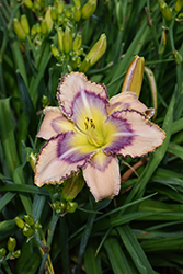 Handwriting On The Wall Daylily (Hemerocallis 'Handwriting On The Wall') at Green Haven Garden Centre