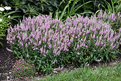 Magic Show Pink Potion Speedwell (Veronica 'Pink Potion') at Green Haven Garden Centre