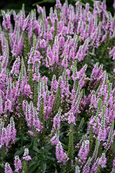 Magic Show Pink Potion Speedwell (Veronica 'Pink Potion') at Green Haven Garden Centre