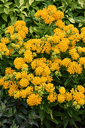 Hello Yellow Milkweed (Asclepias tuberosa 'Hello Yellow') at Green Haven Garden Centre