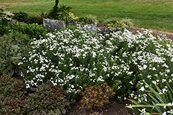 Peter Cottontail Yarrow (Achillea ptarmica 'Peter Cottontail') at Green Haven Garden Centre