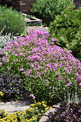 Opening Act Ultrapink Phlox (Phlox 'Opening Act Ultrapink') at Green Haven Garden Centre