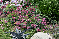 Pink Diamonds Fern-leaved Bleeding Heart (Dicentra 'Pink Diamonds') at Green Haven Garden Centre