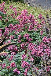 Pink Diamonds Fern-leaved Bleeding Heart (Dicentra 'Pink Diamonds') at Green Haven Garden Centre