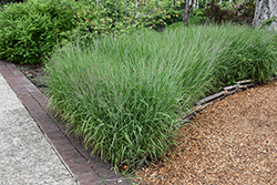 Shenandoah Reed Switch Grass (Panicum virgatum 'Shenandoah') at Green Haven Garden Centre