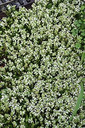 White Moss Thyme (Thymus praecox 'Albus') at Green Haven Garden Centre