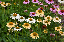 Mellow Yellows Coneflower (Echinacea purpurea 'Mellow Yellows') at Green Haven Garden Centre