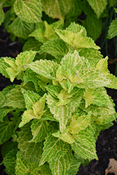 Electric Lime Coleus (Solenostemon scutellarioides 'Electric Lime') at Green Haven Garden Centre