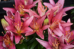 Lily Looks Tiny Pearl Lily (Lilium 'Tiny Pearl') at Green Haven Garden Centre
