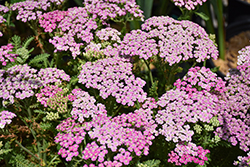 Pink Grapefruit Yarrow (Achillea 'Pink Grapefruit') at Green Haven Garden Centre