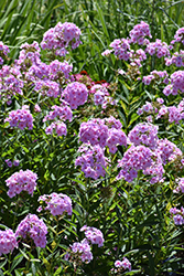 Luminary Opalescence Garden Phlox (Phlox paniculata 'Opalescence') at Green Haven Garden Centre