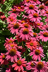 Sombrero Tres Amigos Coneflower (Echinacea 'Balsomtresgo') at Green Haven Garden Centre