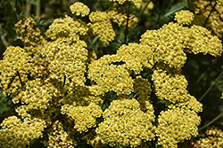 Firefly Sunshine Yarrow (Achillea 'Firefly Sunshine') at Green Haven Garden Centre