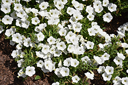 Supertunia Vista Snowdrift Petunia (Petunia 'BBTUN04401') at Green Haven Garden Centre