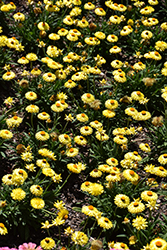 Dreamtime Jumbo Yellow Strawflower (Bracteantha bracteata 'OHB003790') at Green Haven Garden Centre