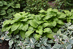 Guacamole Hosta (Hosta 'Guacamole') at Green Haven Garden Centre
