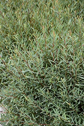 Dwarf Arctic Willow (Salix purpurea 'Nana') at Green Haven Garden Centre