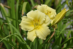 Fragrant Returns Daylily (Hemerocallis 'Fragrant Returns') at Green Haven Garden Centre