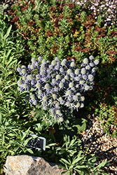 Blue Hobbit Sea Holly (Eryngium planum 'Blue Hobbit') at Green Haven Garden Centre