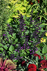 Rockin' Deep Purple Sage (Salvia 'BBSAL09001') at Green Haven Garden Centre