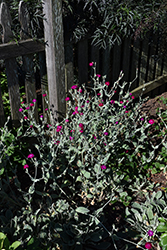 Rose Campion (Lychnis coronaria) at Green Haven Garden Centre