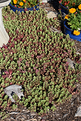 Dragon's Blood Stonecrop (Sedum spurium) at Green Haven Garden Centre