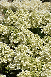 Tiny Quick Fire Hydrangea (Hydrangea paniculata 'SMNHPSB') at Green Haven Garden Centre