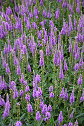 Purpleicious Speedwell (Veronica 'Purpleicious') at Green Haven Garden Centre