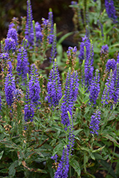 Moody Blues Dark Blue Speedwell (Veronica 'Novaverblu') at Green Haven Garden Centre