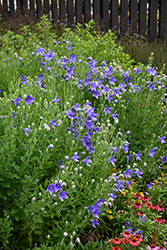 Balloon Flower (Platycodon grandiflorus) at Green Haven Garden Centre