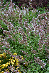 Whispurr Pink Catmint (Nepeta x faassenii 'Balpurrink') at Green Haven Garden Centre