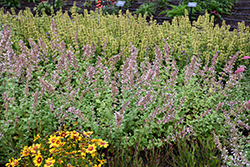 Whispurr Pink Catmint (Nepeta x faassenii 'Balpurrink') at Green Haven Garden Centre