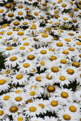 White Lion Shasta Daisy (Leucanthemum x superbum 'White Lion') at Green Haven Garden Centre