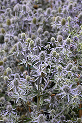 Blue Glitter Sea Holly (Eryngium planum 'Blue Glitter') at Green Haven Garden Centre
