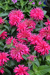 Balmy Rose Beebalm (Monarda didyma 'Balbalmose') at Green Haven Garden Centre