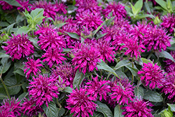 Balmy Purple Beebalm (Monarda didyma 'Balbalmurp') at Green Haven Garden Centre