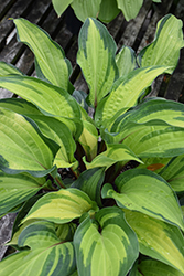 Island Breeze Hosta (Hosta 'Island Breeze') at Green Haven Garden Centre