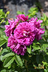 Hansa Rose (Rosa 'Hansa') at Green Haven Garden Centre