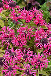 Marje Rose Beebalm (Monarda 'Marje Rose') at Green Haven Garden Centre