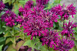 Marje Purple Beebalm (Monarda 'Marje Purple') at Green Haven Garden Centre