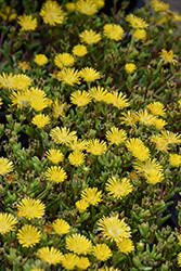 Delmara Yellow Ice Plant (Delosperma 'Delmara Yellow') at Green Haven Garden Centre