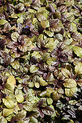 Bronze Beauty Bugleweed (Ajuga reptans 'Bronze Beauty') at Green Haven Garden Centre