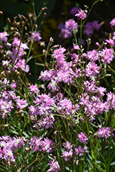 Petite Jenny Ragged Robin Campion (Lychnis flos-cuculi 'Petite Jenny') at Green Haven Garden Centre
