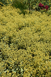 Lady's Mantle (Alchemilla mollis) at Green Haven Garden Centre