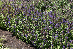 Neptune Catmint (Nepeta kubanica 'Bokratune') at Green Haven Garden Centre