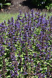 Neptune Catmint (Nepeta kubanica 'Bokratune') at Green Haven Garden Centre