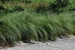 Prairie Dropseed (Sporobolus heterolepis) at Green Haven Garden Centre