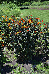 Bleeding Hearts False Sunflower (Heliopsis helianthoides 'Bleeding Hearts') at Green Haven Garden Centre