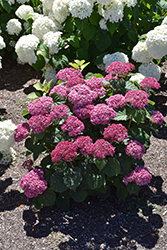 Invincibelle Mini Mauvette Hydrangea (Hydrangea arborescens 'NCHA7') at Green Haven Garden Centre